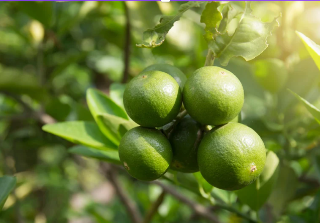 Green Lemon Fused Olive Oil