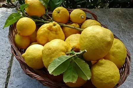 Greek Lemon (Greece) Olive Oil
