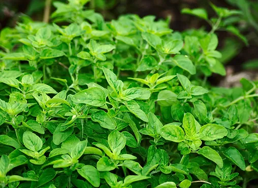 Oregano White Balsamic