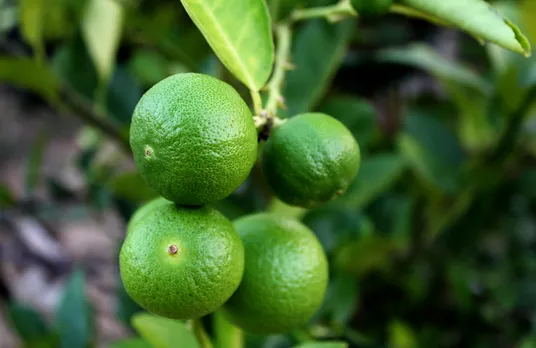 Persian Lime Olive Oil