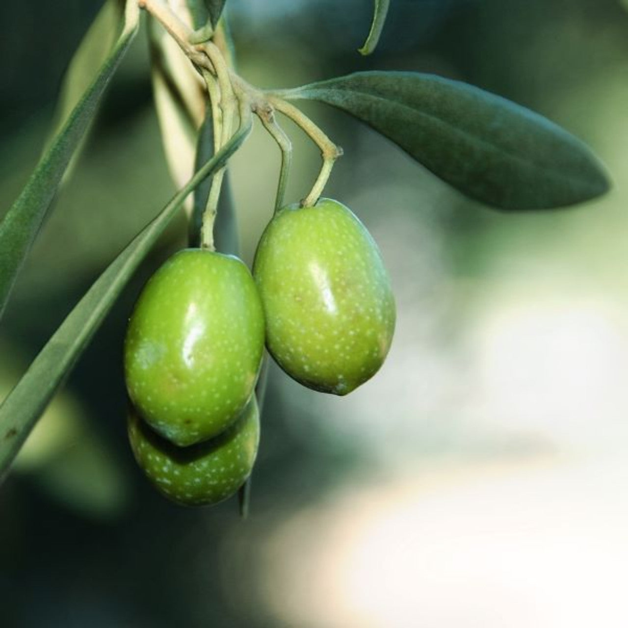 Coratina (Peru 2025) Olive Oil