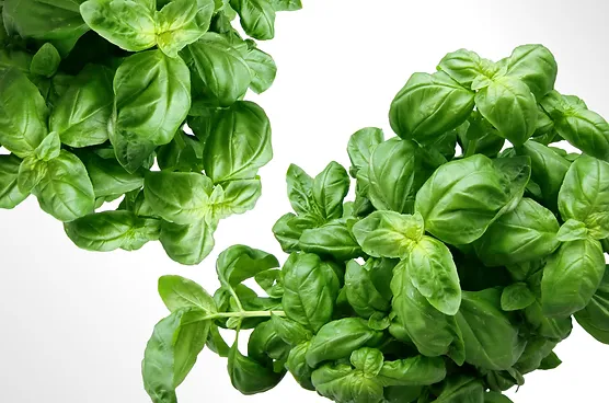 Basil Olive Oil