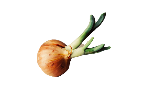 Cilantro & Roasted Onion Olive Oil