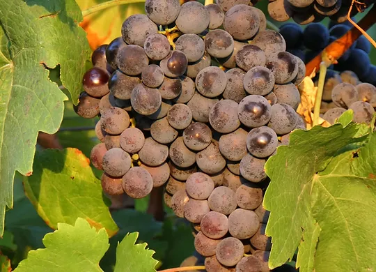 Traditional Aged Balsamic