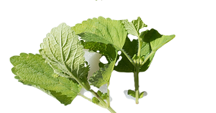 Lemon Grass-Mint White Balsamic