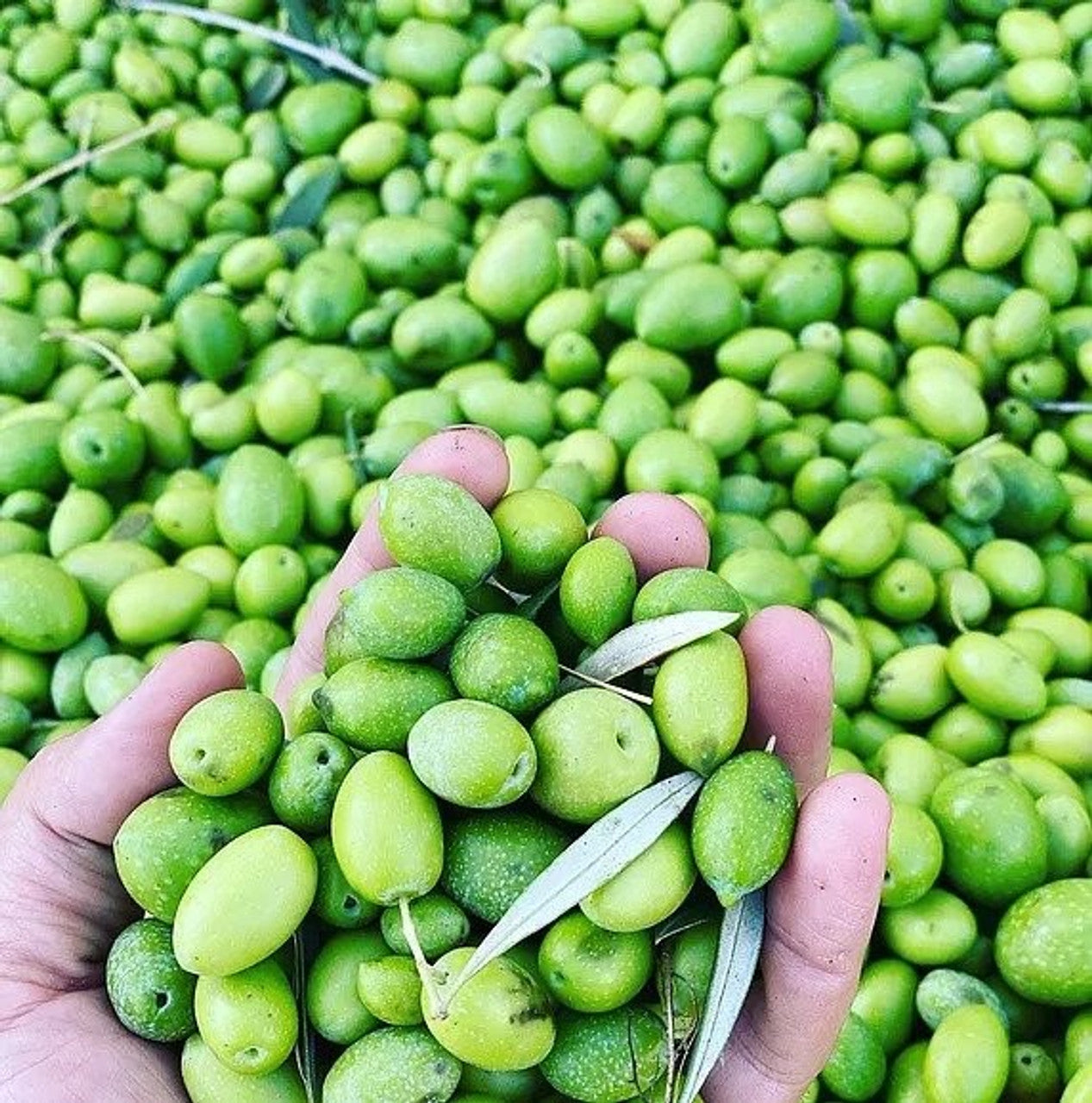 Estate Reserve (Peru) Olive Oil