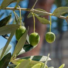 High Phenol Kalamata Reserve 2024 Greece