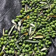 Arbequina (Chile 2025) Olive Oil