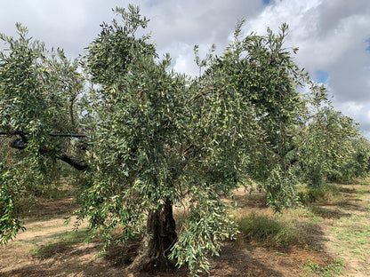 Sicilian Nocellara (Italy) Olive Oil