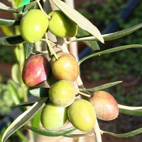 Cobrancosa (Portugal) Olive Oil